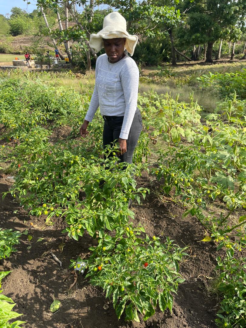 Haiti environnement