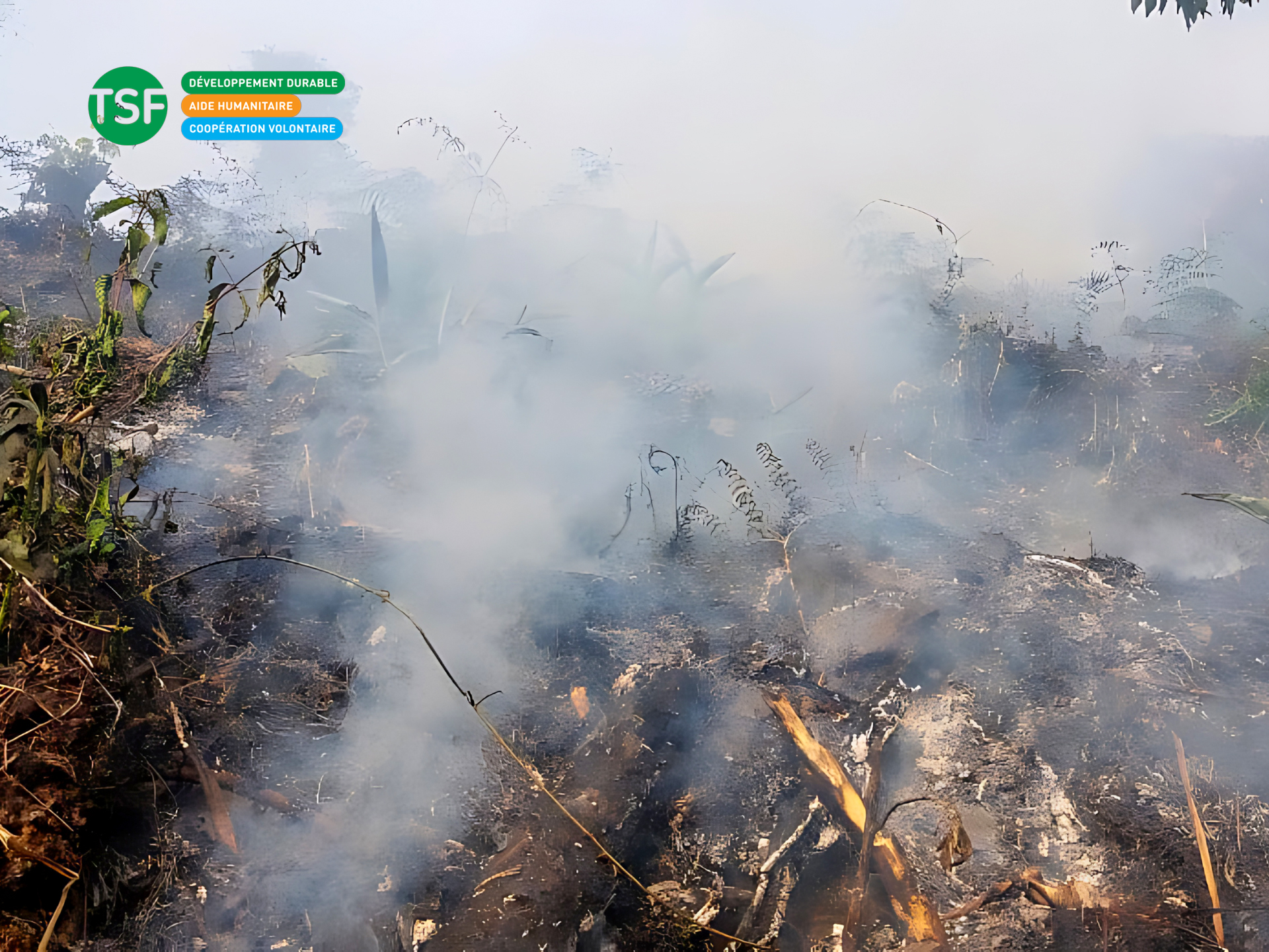 déforestation Bolivie