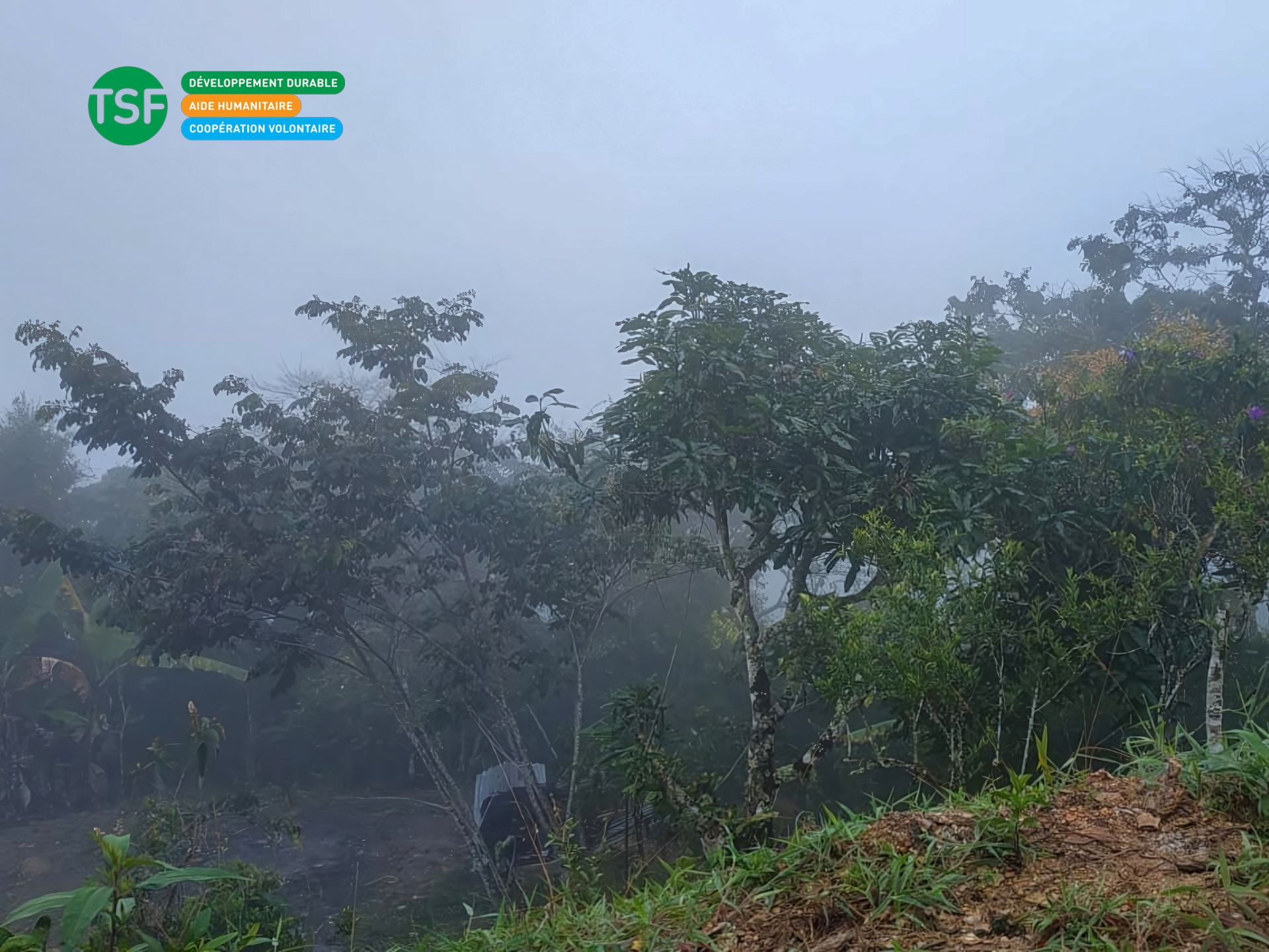 incendie jungle Bolivie