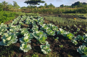 couverture blogue environnement Haïti