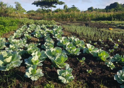 couverture blogue environnement Haïti