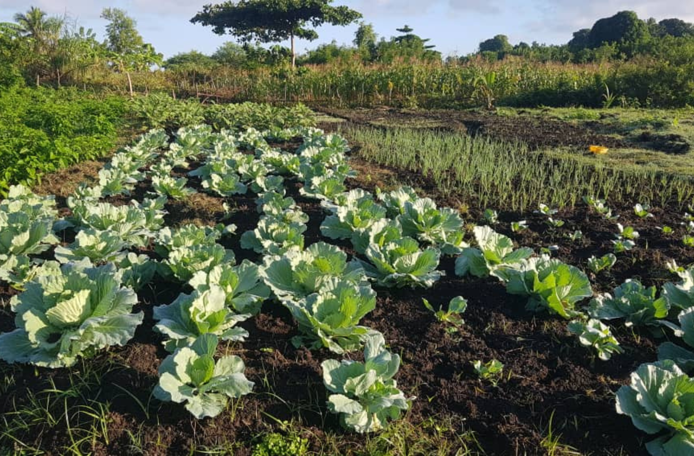 couverture blogue environnement Haïti